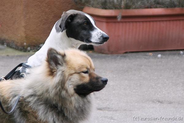 (Foto Goslar) Koerung Benno_14.03.2015_IMG_6775.png